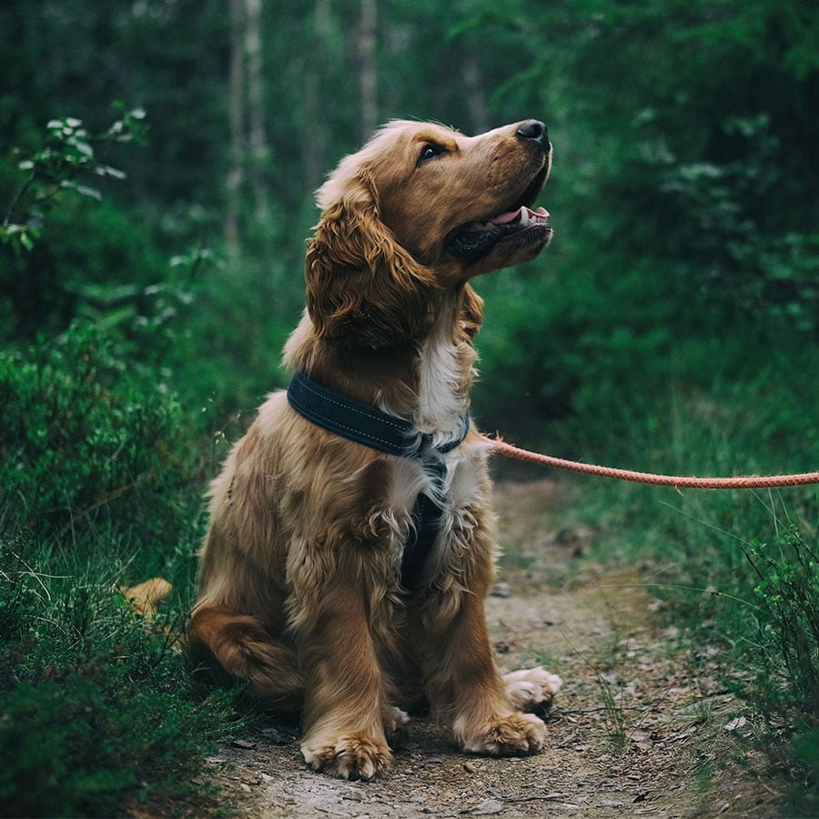 y-tuig hond