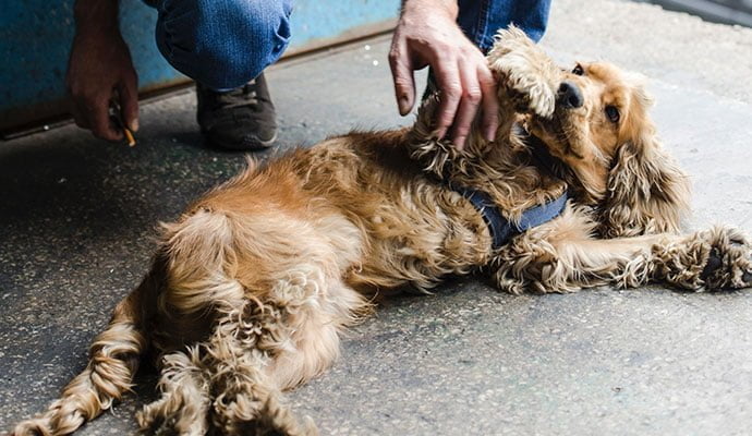 buik aaien hond