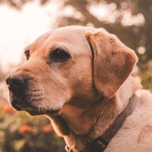 Labrador Retriever: Alles wat je moet weten over deze populaire gezinshond