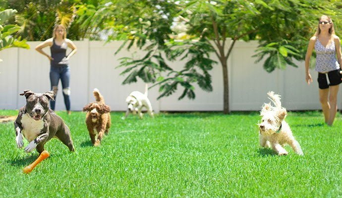 verjaardag hond spelen