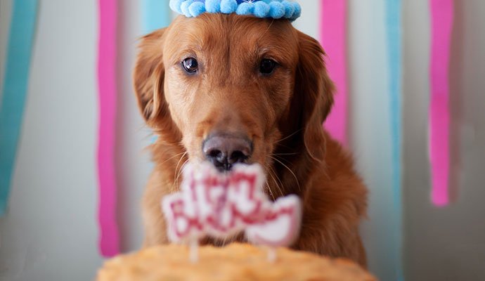 verjaardag-hond-vieren
