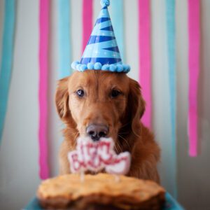 verjaardag-hond