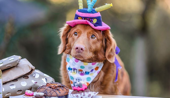 verjaardag hond