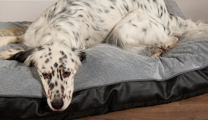 orthopedisch-hondenkussen-scruffs-dove