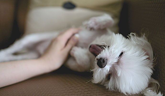 probiotica jeuk honden