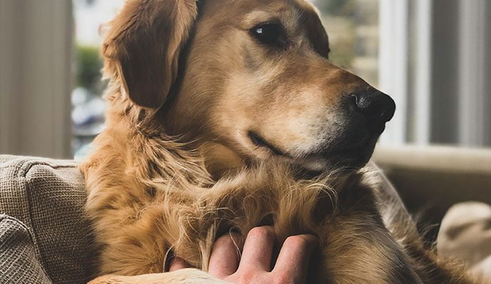 probiotica voor honden