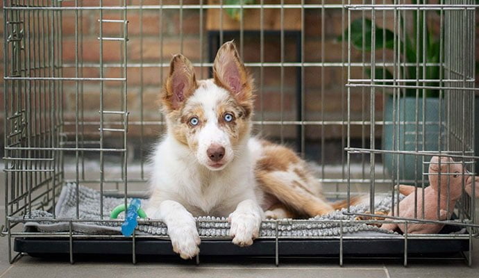 puppy-bench