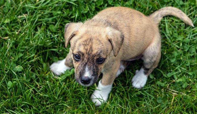 puppy zindelijk maken