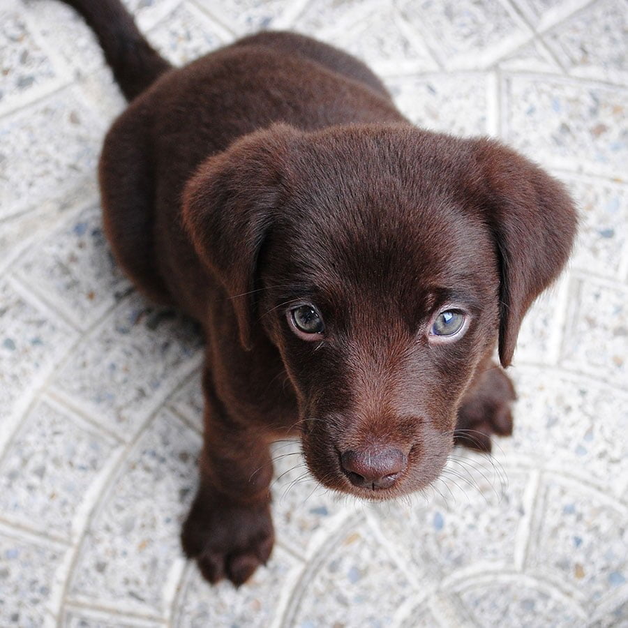 puppy zindelijk maken