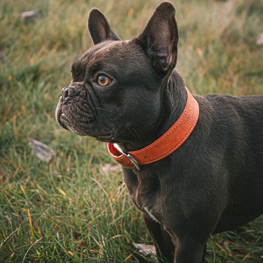 Franse bulldog uitgelicht