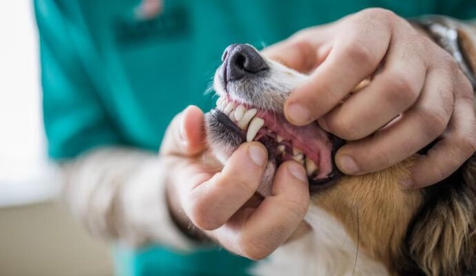 dierenarts tandbehandeling