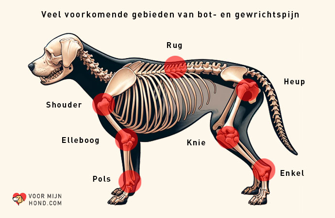gebieden van gewrichtspijn bij honden