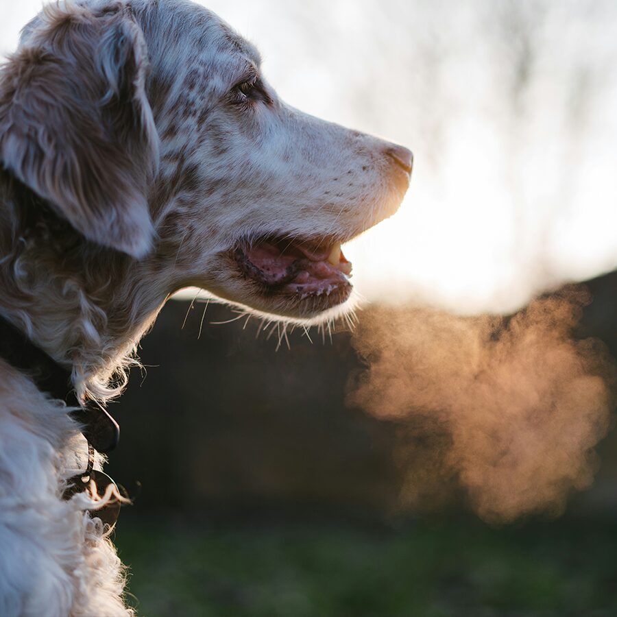 hond stinkt uit zijn bek uitgelicht