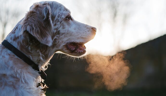 hond stinkt uit zijn bek