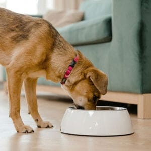 glutenvrij hondenveor uitgelicht