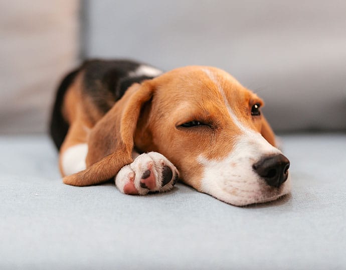 hond laat scheten verticaal