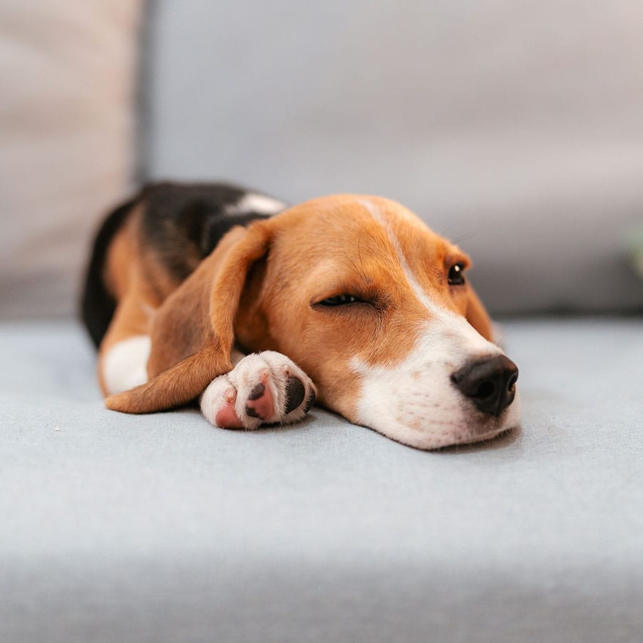 hond laat scheten