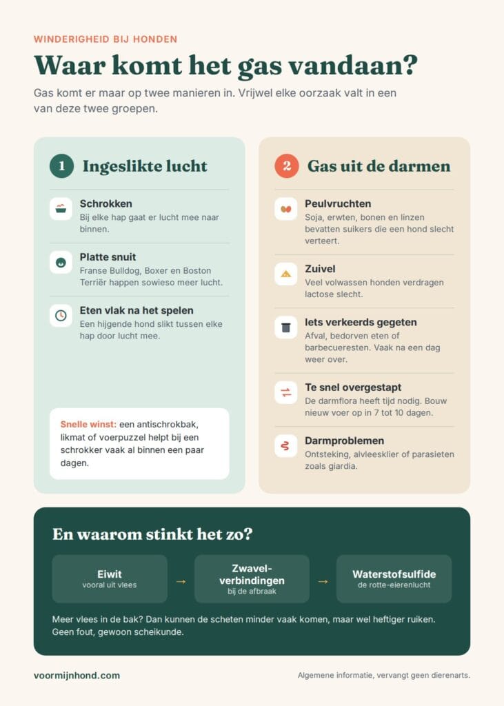oorzaken winderigheid hond